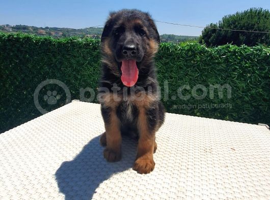 Düşük Bel K9 Alman Kurdu Yavrularımız görsel