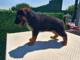 Düşük Bel K9 Alman Kurdu Yavrularımız
