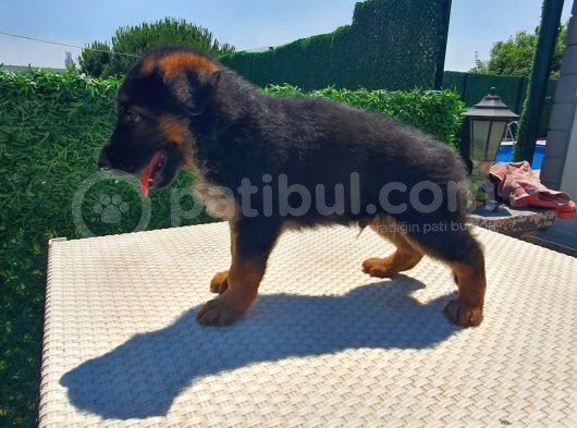 Düşük Bel K9 Alman Kurdu Yavrularımız görsel