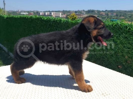 Düşük Bel K9 Alman Kurdu Yavrularımız