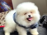 TeddyBear orijinal Pomeranian BOO yavrularımız