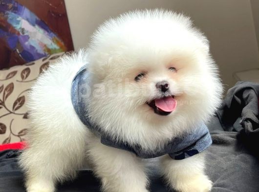 Teddybear Orijinal Pomeranian Boo Yavrularımız