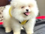 Teddybear Orijinal Pomeranian Boo Yavrularımız