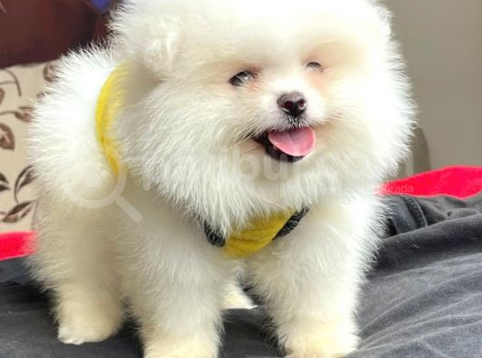 Teddybear Orijinal Pomeranian Boo Yavrularımız görsel