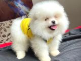 Teddybear Orijinal Pomeranian Boo Yavrularımız