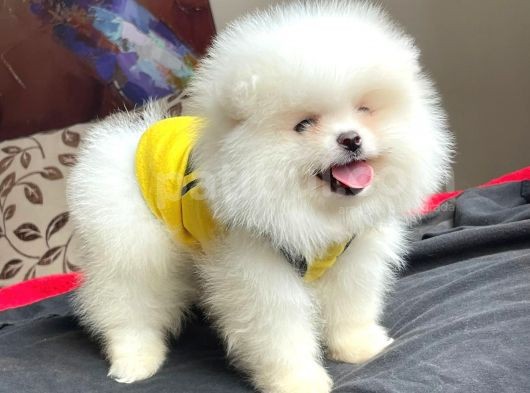 Teddybear Orijinal Pomeranian Boo Yavrularımız görsel