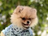Pomeri̇an Boo Bebekler