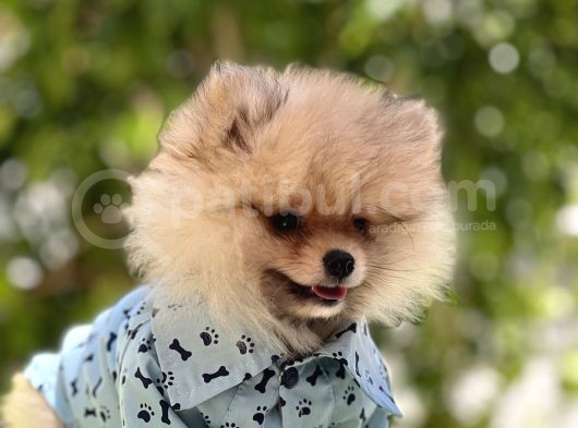 Pomeri̇an Boo Bebekler görsel