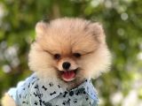 POMERİAN BOO BEBEKLER