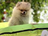 Pomeri̇an Boo Bebekler