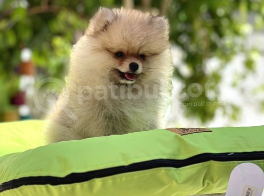 Pomeri̇an Boo Bebekler görsel