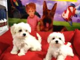 Orjinal Maltese Yavrular VONALP PET GARANTİSİYLE