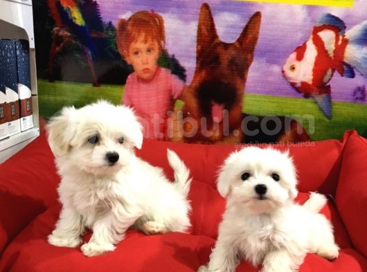 Orjinal Maltese Yavrular Vonalp Pet Garanti̇si̇yle