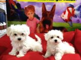 Orjinal Maltese Yavrular Vonalp Pet Garanti̇si̇yle