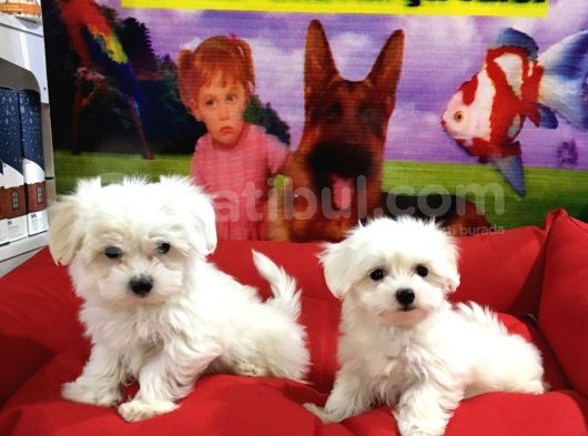 Orjinal Maltese Yavrular Vonalp Pet Garanti̇si̇yle görsel