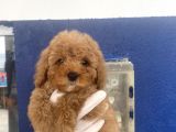 Muhtesem Toy Poodle Yavrulari