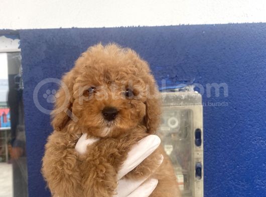 Muhtesem Toy Poodle Yavrulari görsel