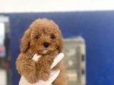 Muhtesem Toy Poodle Yavrulari