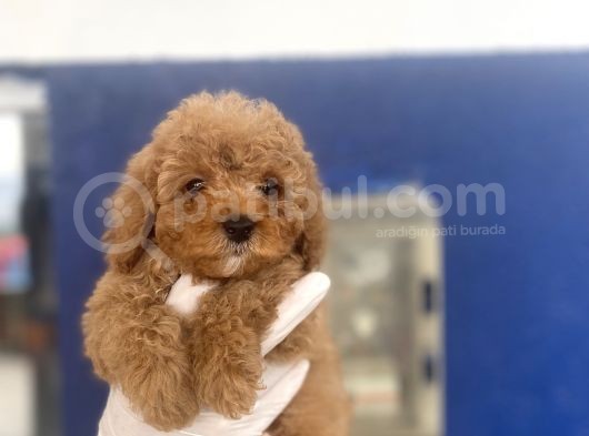 Muhtesem Toy Poodle Yavrulari görsel