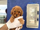 Muhtesem Toy Poodle Yavrulari