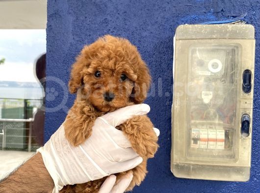 Muhtesem Toy Poodle Yavrulari görsel