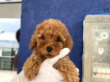 MUHTESEM TOY POODLE YAVRULARI