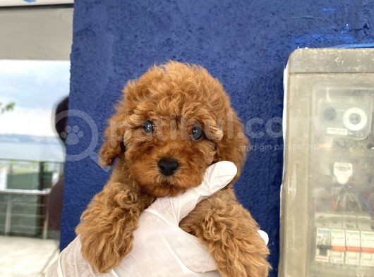 Muhtesem Toy Poodle Yavrulari