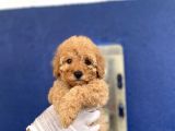 Muhtesem Toy Poodle Yavrulari