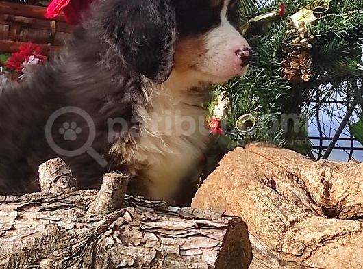 Bernese Mountai̇n Dog Yavrulari̇ görsel