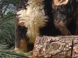 Bernese Mountai̇n Dog Yavrulari̇
