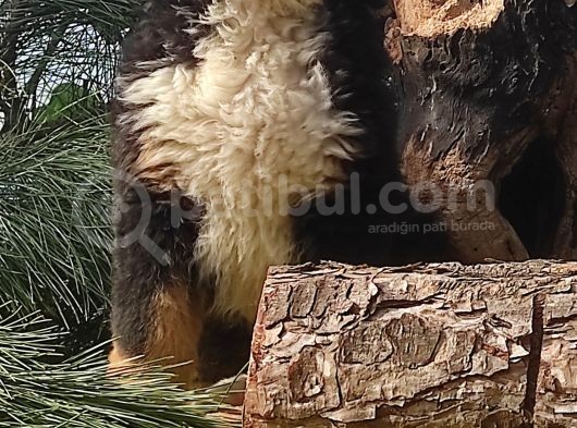Bernese Mountai̇n Dog Yavrulari̇ görsel