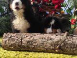 Bernese Mountai̇n Dog Yavrulari̇