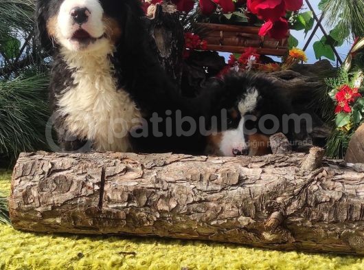 Bernese Mountai̇n Dog Yavrulari̇ görsel