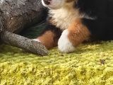 Bernese Mountai̇n Dog Yavrulari̇