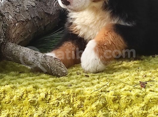 Bernese Mountai̇n Dog Yavrulari̇ görsel