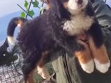 Bernese Mountai̇n Dog Yavrulari̇