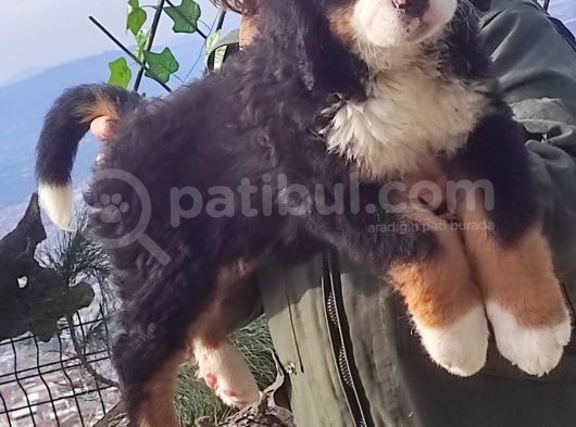 Bernese Mountai̇n Dog Yavrulari̇ görsel