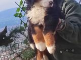 Bernese Mountai̇n Dog Yavrulari̇