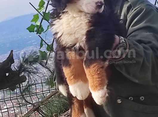 Bernese Mountai̇n Dog Yavrulari̇ görsel