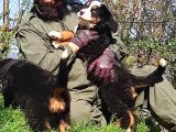 Bernese Mountai̇n Dog Yavrulari̇