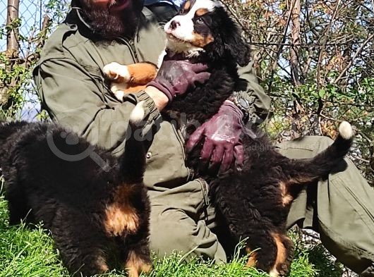 Bernese Mountai̇n Dog Yavrulari̇ görsel