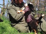 Bernese Mountai̇n Dog Yavrulari̇