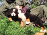 BERNESE MOUNTAİN DOG YAVRULARİ