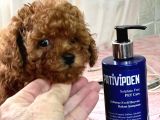 Eşsiz güzellikte RED TOYPOODLE yavrularım