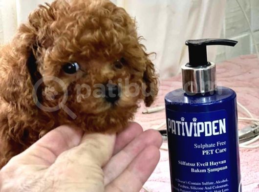 Eşsiz Güzellikte Red Toypoodle Yavrularım