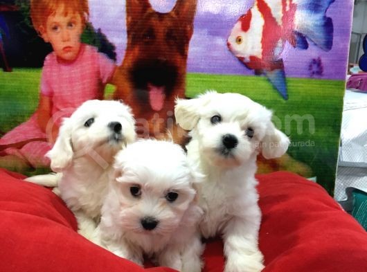 Von Alp Pet Garantisiyle Maltese Terri̇er Bebekler görsel