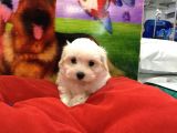 VON ALP PET GARANTISIYLE MALTESE TERRİER BEBEKLER