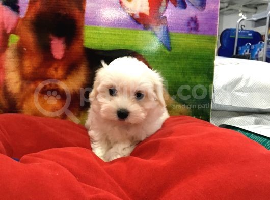 Von Alp Pet Garantisiyle Maltese Terri̇er Bebekler