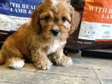 DÜNYA ŞEKERİ MALTİPOO YAVRULARI