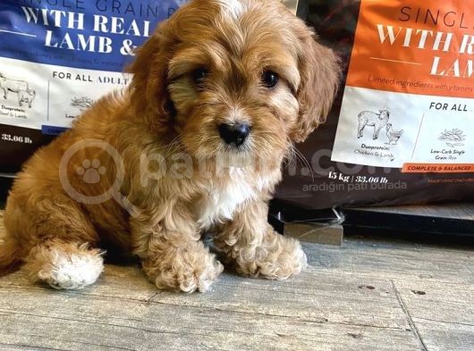 Dünya Şekeri̇ Malti̇poo Yavrulari